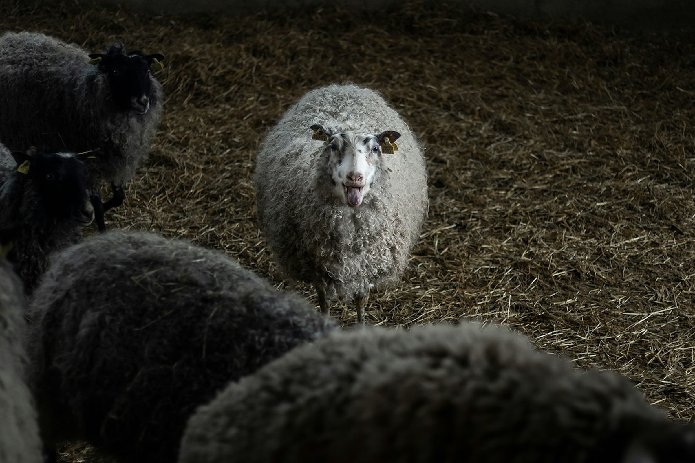 Svensk Ull, en grön tråd i framtidens textil